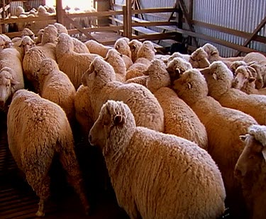 Sheep shearing