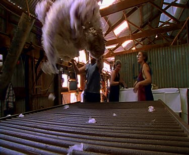 Sheep shearing - sorting raw wool, wool grading pelt