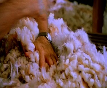 Sheep shearing - sorting raw wool, wool grading pelt