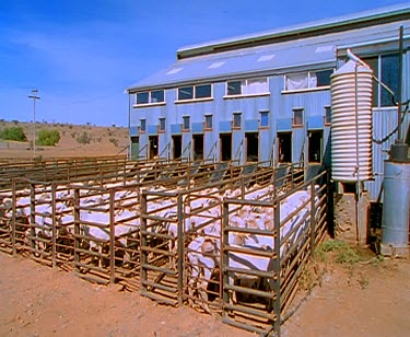 Newly shorn sheep in pens