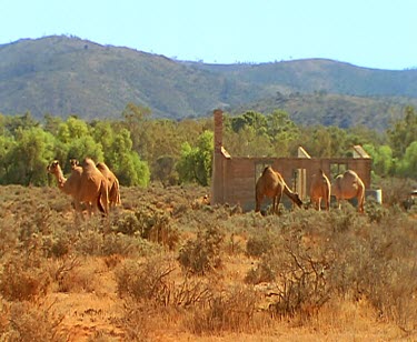 Feral camels grazing