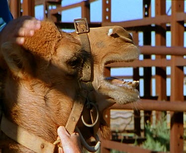 Camel in a bridle