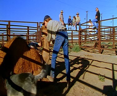 camel in corral pen