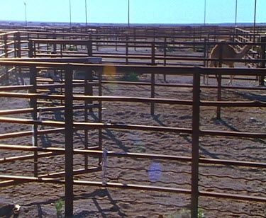 camel in corral pen