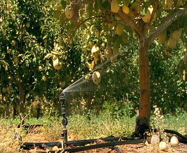 Irrigation farming sprinkler water orchard fruit apple farm