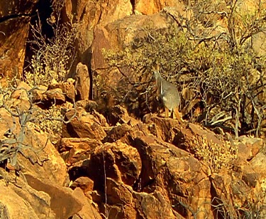 Various Rock Wallaby looking and hopping over rocks. Yellow-footed rock wallaby