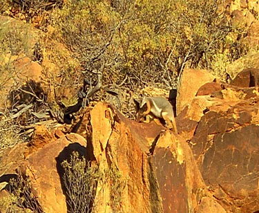 Yellow-footed rock wallaby. Mother with baby in pouch looking out