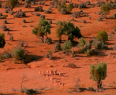 Red Kangaroo mob gathers on red earth