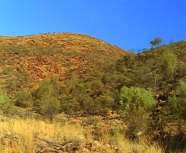 Yellow-footed rock wallaby and rocky outback environment