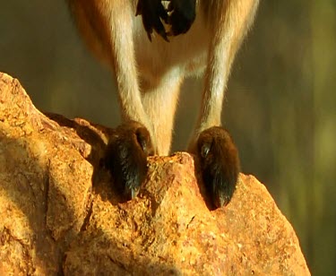 Yellow-footed rock wallaby
