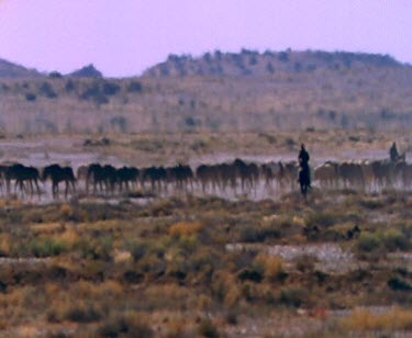 Cattle station. Mustering cattle. Drover droving. Heat haze.