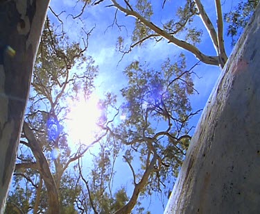 Eucalyptus red gum trees
