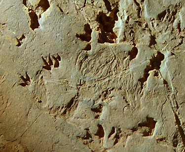 Lark Quarry Dinosaur Trackways depict the worlds only record of a dinosaur stampede. The trackway features about 3 300 dinosaur footprints made by nearly 200 individual dinosaurs