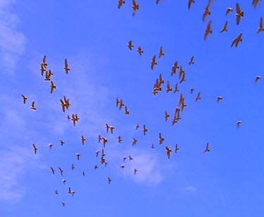Flock of Galah flying pink bodies