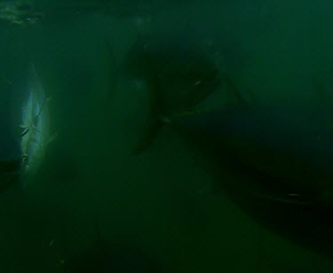 School of Blue fin tuna feeding, being fed