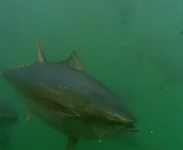 School of Blue fin tuna feeding, being fed