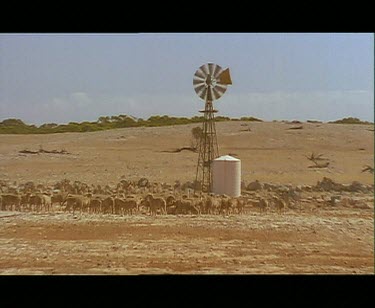 Sheep in desert surroundings. Windmill and water tank