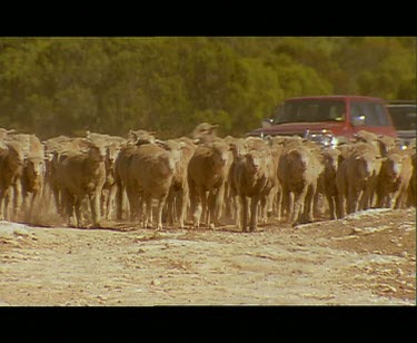 Sheep running in front of 4wd. Sheep dog herding.
