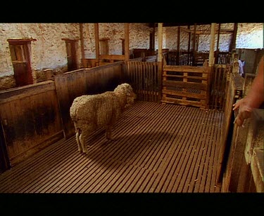 Shearer shearing sheep