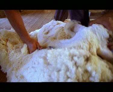 Shearer shearing sheep