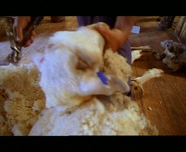 Shearer shearing sheep