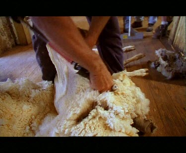 Shearer shearing sheep