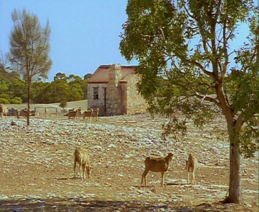 Sheep and old stone cottage. Very dry dusty desert conditions.