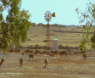Sheep in desert surroundings. Windmill and water tank