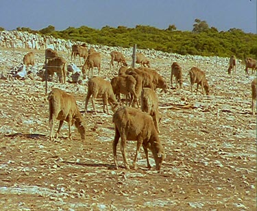 Sheep grazing in desert conditions