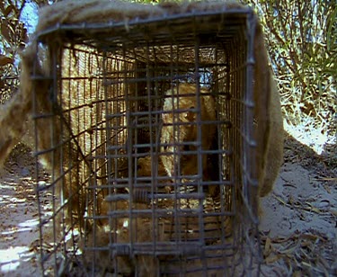 Bettong in small cage. Release back into wild