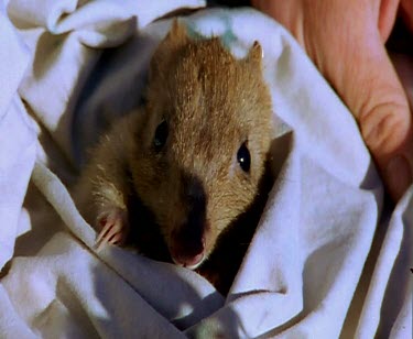 Brush-tailed Bettong wrapped in bag. Man releases it and it hops away