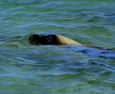 Sea Lion looking swimming