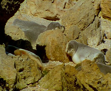 Wobbly shot. Sea lions sleeping on beach