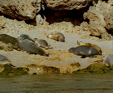 Sea lions sleeping on beach