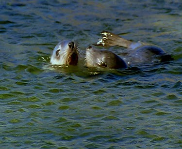 Sea lions "kissing" and swimming closely together