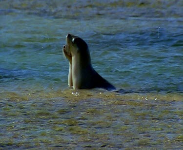 Two sea lions nuzzling and "kissing".