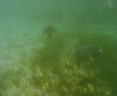 Underwater. Sea Lions swimming.