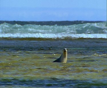 Sea Lion swimming, waves crashing in background