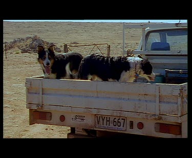 Kelpie sheep dog on back of ute flat bed truck.