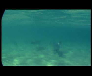 Underwater sea lions swimming.
