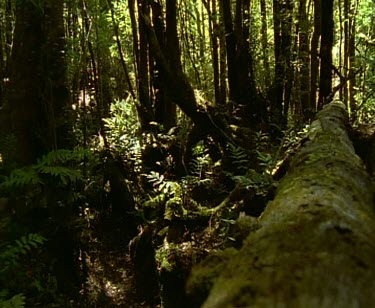 Rainforest forest floor