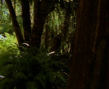 Rainforest forest floor fern