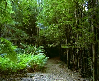 Rainforest and fern fronds, pathway in forest