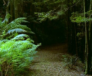 Rainforest and fern fronds, pathway in forest