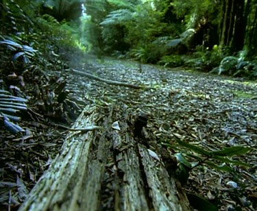 Rainforest floor path