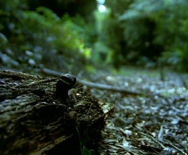 Raining. Rainforest floor. Rotting wooden log from previous logging. Rain drops gently in background