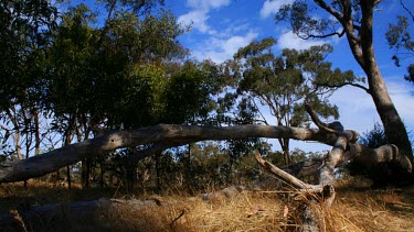 Shot in outback Austalia, this clip tracks a fallen Native Gum Tree in timelapse.