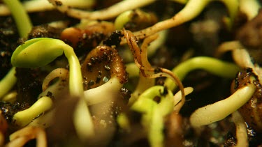 Seedlings come to life in this extreme CU of germination.