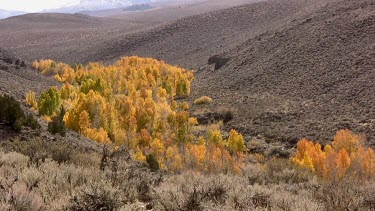 Rich fall colour in the desert-mountain  slopes