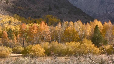 Shimmering fall forest belt against canyon peaks